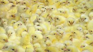 Apalagi kalau gambar mewarnai nya sudah siap. Gambar Anak Ayam