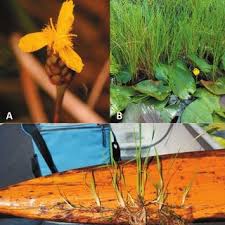 Image result for eustoma maurine