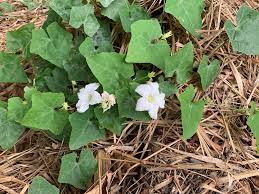 Image result for Coccinia mildbraedii