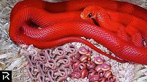 It Looked Like A Normal Snake Until He Got Closer Youtube Snake Cute Reptiles Animals