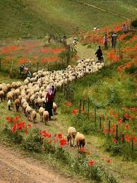 Talesh Gilan Iran تال ش محافظة گيلان في إيران Mustseeiran Persia Persian Iran Travel Scenery Beautiful Nature