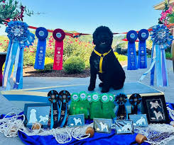 🌅🌅🌅Sundance! 🌅🌅🌅Specialty Day 2. My Scentsability Star! High In Trial  Advanced and High In Trial Novice! 4 more titles including Rally  Intermediate. Most of all…As the breeze blew through the trees, I