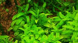 Maybe you would like to learn more about one of these? Holes In Leaves Barr Report Forum Aquarium Plants
