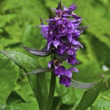 Image result for Xyris aristata