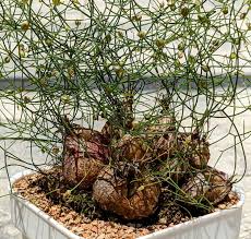 Image result for Drimia calcarata