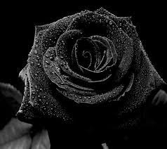 Use them for a clean desktop look, or as a backdrop for pensive quotes. Cute Black Wallpapers Top Free Cute Black Backgrounds Wallpaperaccess