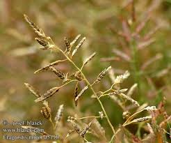 Image result for Eragrostis exasperata
