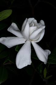 Image result for Gardenia imperialis