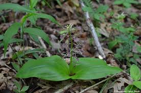 Image result for Liparis bowkeri