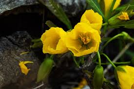 Image result for Ochna macrocalyx