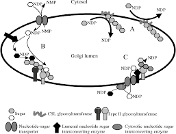 Maybe you would like to learn more about one of these? Biosynthesis Of Plant Cell Walls Semantic Scholar