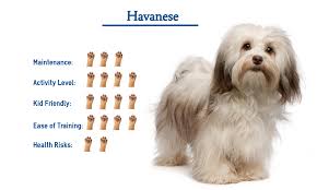 Maybe you would like to learn more about one of these? Havanese Dog Breed Everything You Need To Know At A Glance