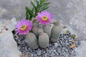 All cacti are succulents, but all succulents aren't cacti. March 2017 Central Oklahoma Cactus Succulent Society