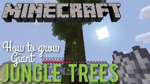 I'M Tring To Grow Giant Jungle Trees. For Some Reason, The Saplings Won'T  Grow Together, But Will If I Remove 3. Anyone Know Why? P.S. They Are  Completely Unobstructed : R/Minecraft