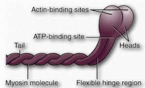 14.4: Secondary, Tertiary, And Quaternary Structure Of Proteins - Chemistry  Libretexts