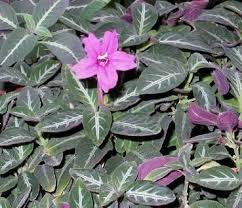 Ruellia Acanthaceae Como Curar Y Cultivar Las Plantas De Ruellia Plants House Plants Monkey Plant