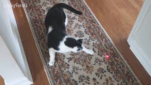 Fearless Cats 29 Cats Who Are Totally Badass Epic Laughs Boo Year 2 36 Cats Try Two Kinds Of Baby Food Mail Time And Wee Wee Pads Cat Reality Show Cute Cat Gif Cat Drinking Baby Food Recipes