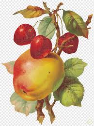 Tangan komersil yang diambil tangan air lukisan buah buahan. Lukisan Buah Buah Apel Makanan Alami Makanan Decoupage Png Pngwing