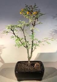 Image result for Acacia farnesiana