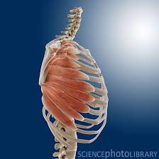 To carry out the unique functions performed by. Chest Muscles Rib Cage Anatomy Human Anatomy Chest Muscles