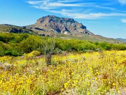 Maybe you would like to learn more about one of these? Where To See Arizona Wildflowers In 2021 Hikes And Scenic Drives