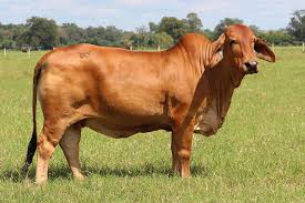 Our passion for brahman cattle dates back to 1906 when thomas m. What Color Are Brahmans B R Cutrer Inc