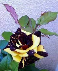 C'est une actrice américaine qui est apparue dans plusieurs émissions de télévision et films. Tousperfect Une Des Plus Belles Roses Au Monde Je Vous L Offre Car Vous Le Valez Bien Les Amis Es Facebook