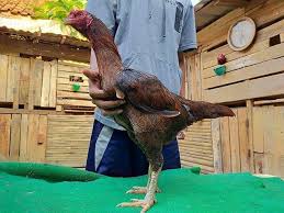 Maybe you would like to learn more about one of these? 5 Ciri Khas Warna Telur Ayam Pakhoy Asli Silangan