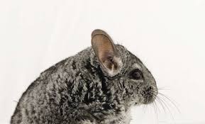 You can find a small pet for sale all year long, however, some pets are only available seasonally. Chinchillas Real Tech Pets