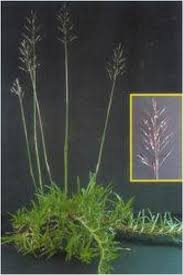 Image result for Digitaria longiflora