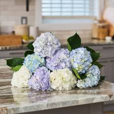 Image result for Hydrangea