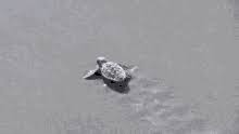 Find gifs with the latest and newest hashtags! Sea Turtle Gifs Tenor