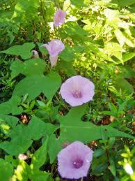 Image result for Ipomoea turbinata