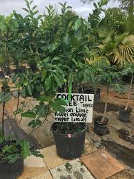 Pick 6 delicious varieties from this unusual tree! A Fruit Cocktail Tree Is A Bongard Nursery Landscaping Facebook
