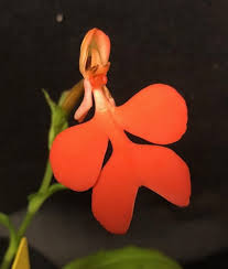 Image result for Habenaria cirrhata