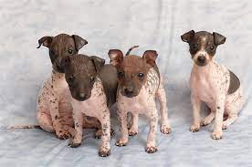 American Hairless Terrier Dog Breed Information Hairless Dog Rare Dog Breeds Dog Breeds
