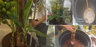 Maybe you would like to learn more about one of these? Boleh Saja Nak Tanam Pokok Pisang Dalam Pasu Ikut Cara Ini