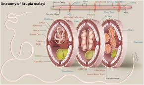 The torso or trunk is an anatomical term for the central part, or core, of many animal bodies (including humans) from which extend the neck and limbs. Anatomy Of Adult Female B Malayi