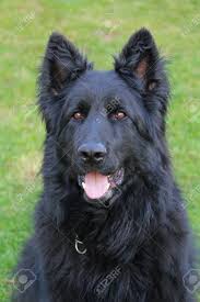 Usually, they have a longer or straighter coat than the standard german shepherd. Whole Black Long Haired German Shepard Dog In The Garden Stock Photo Picture And Royalty Free Image Image 102252893