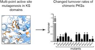 Prospek karier lewat outsourcing bri page 45 kaskus. The Ketosynthase Domain Constrains The Design Of Polyketide Synthases Biorxiv