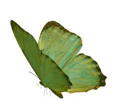 Pin By Jules On Green In 2020 Green Aesthetic Green Butterfly Png