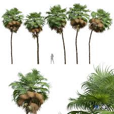 Image result for Acoelorrhaphe wrightii