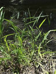 Image result for Leersia