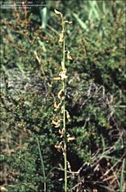 Image result for Crotalaria lanceolata
