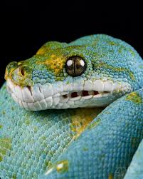 4 555 Likes 31 Comments Zac Herr Iammakingart On Instagram A Huge Thank You To Everyone That Follows And Supp In 2020 Cute Reptiles Cute Snake Beautiful Snakes