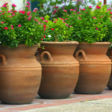 Some of the most popular winter bloomers are calendulas. How To Create A Winter Container David Domoney