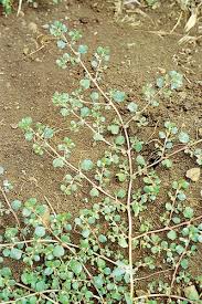 Image result for Trianthema