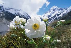 In march, you may find that holiday parks are priced anywhere between nz$20 to nz$50 per night for a powered site, while hostels tend to stay around. 36 Nz Flowers Ideas Flowers Native Plants Planting Flowers