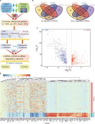  Frontiers Construction And Analysis Of A Cerna Network Reveals Potential Prognostic Markers In Colorectal Cancer Genetics