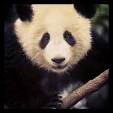 thailand north thailand ezygo ezygotrips panda thailand discoveries see the panda and other thailand rich beauties www ezy go com